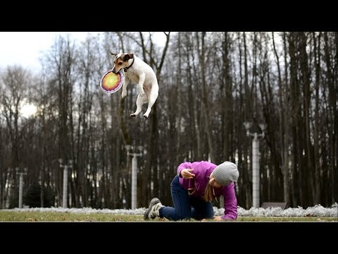 Видео: Самая Умная в мире собака →Джек рассел терьер Грета