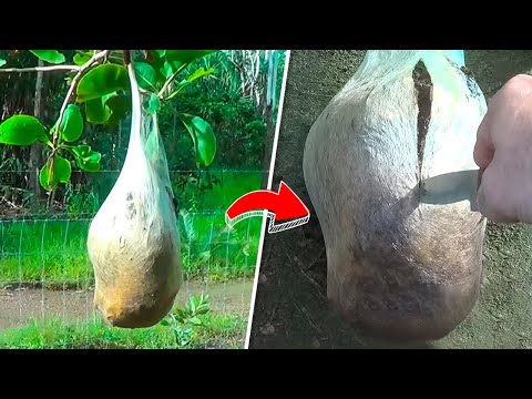 Видео: Вот Что Было Внутри Этого Странного Кокона