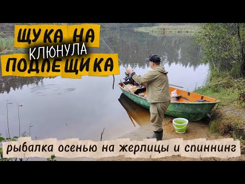 Видео: Щука клюнула на подлещика. Рыбалка осенью на жерлицы и спиннинг.