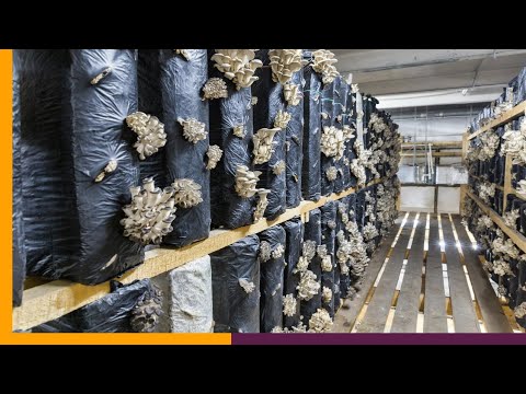 Видео: Органическое выращивание грибов: ответы на ключевые вопросы для получения максимальной прибыли