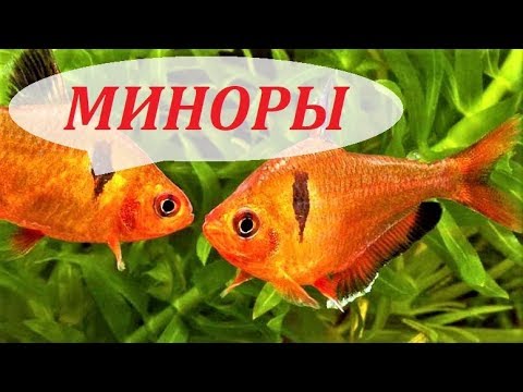Видео: Минор. Аквариумная рыбка, разведение, совместимость, содержание, описание. Серпас.