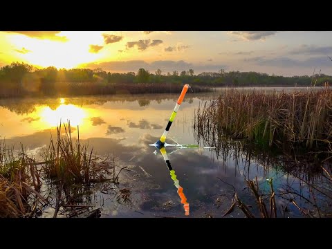 Видео: Ловля диких карасів на поплавок! Рибалка на удочку як у дитинстві