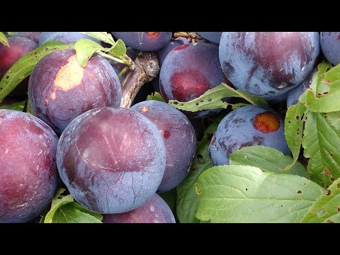 Видео: Слива диплоїдна Дофі Сандра. Суперовий сорт по врожайності, товарності і смаку!