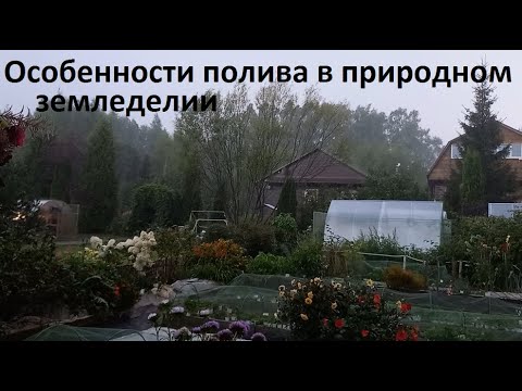Видео: Особенности полива огорода в природном земледелии.