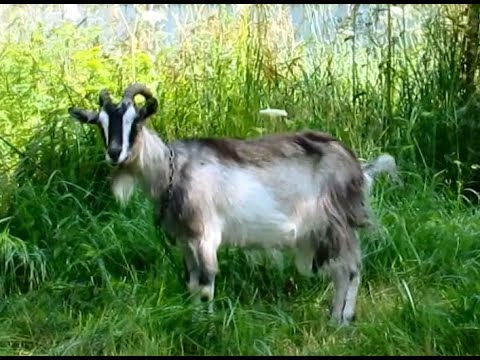 Видео: Завел коз