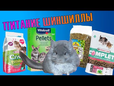 Видео: Питание шиншиллы. Корм и сено в рационе