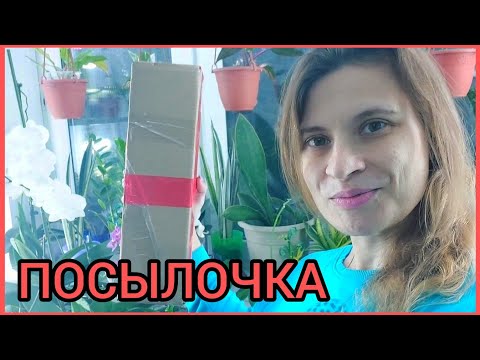 Видео: Маленькая #ПОСЫЛКА 📦Одно-единственное РАСТЕНИЕ🌱Но очень желанное😍 #цветы #распаковка #монстера