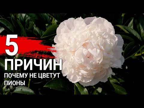 Видео: 5 ПРИЧИН почему не цветут пионы