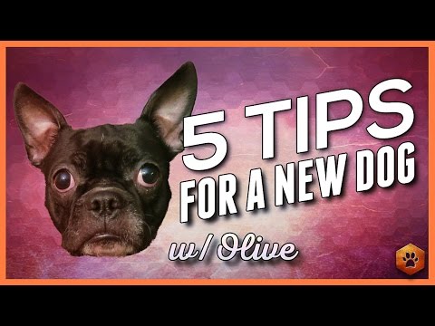 Видео: 5 важных советов для тех, кто приносит домой новую собаку
