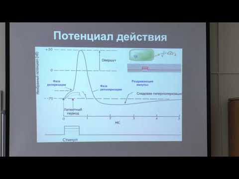 Видео: Ловать М. Л. - Физиология человека и животных. Часть 1 - 2. Потенциал действия