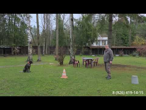 Видео: Как научить собаку ходить рядом
