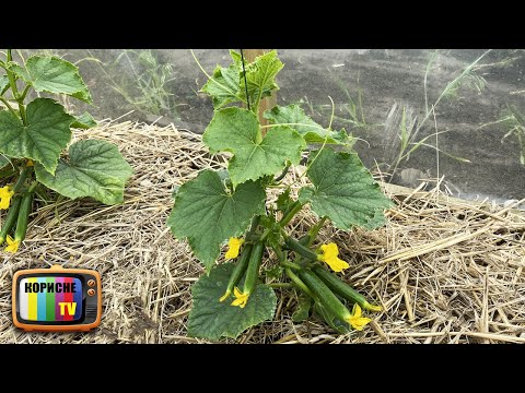 Видео: Огірки формую тільки так! В'яжуться пучками, збираю ящиками! Як формувати огірки