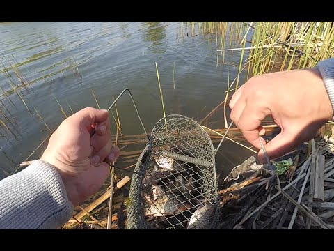Видео: Карась на бутерброд! Рыбалка на карася!