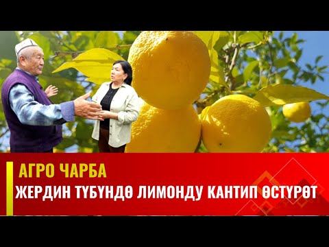 Видео: Жердин түбүндө лимонду кантип өстүрөт | Агро Чарба