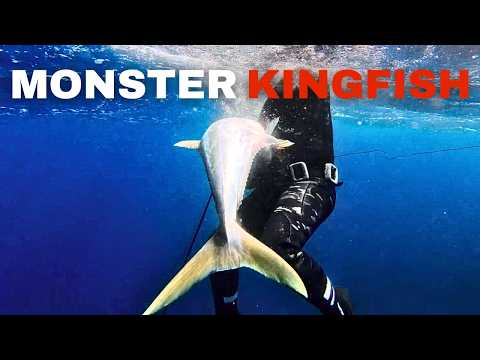 Видео: Сражающийся монстр-желтохвост (подводная охота)