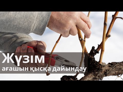 Видео: Жүзім ағашын қысқа дайындау. 01.11.2022. Жүзімді қысқа дайындау жолдары.