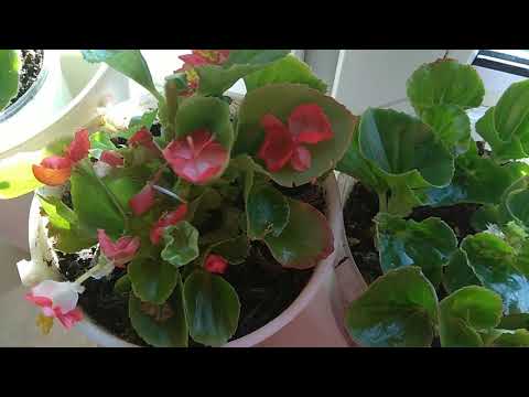 Видео: БЕГОНИЯ ВЕЧНОЦВЕТУЩАЯ  УХОД ПОЛИВ РАЗМНОЖЕНИЕ,  ФОРМИРОВАНИЕ КРОНЫ