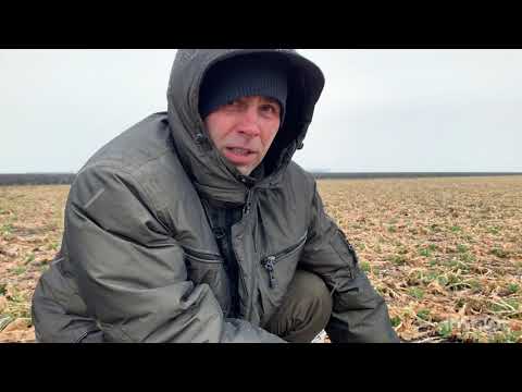 Видео: 25 марта 2021. Озимый рапс после зимних морозов.