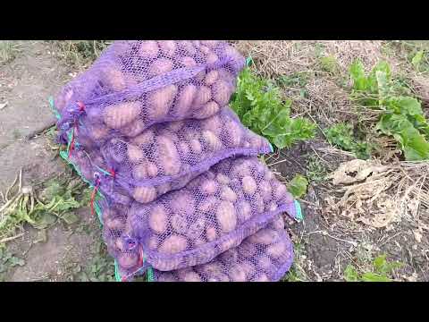 Видео: Картопля слов'янка порадувала