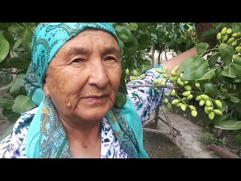Видео: ПИСТА МЕВАСИ ПИШДИ...