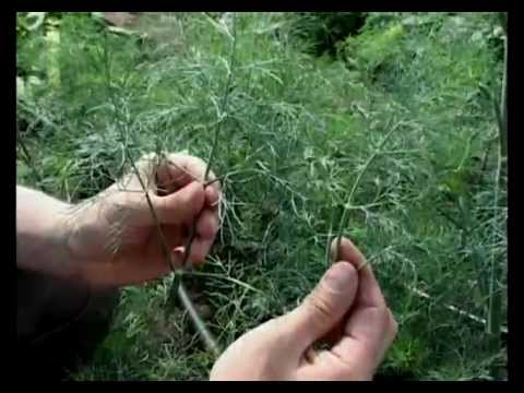 Видео: Сад и огород. Укроп | Garden. Dill