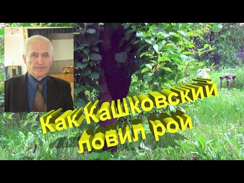 Видео: Профессор Кашковский автобиографично про ловлю роев