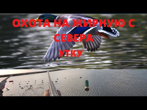 Видео: ОХОТА НА УТКУ. НА ЖИРНУЮ СЕВЕРНУЮ УТКУ...