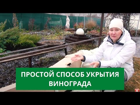 Видео: САМЫЙ ЛУЧШИЙ СПОСОБ УКРЫТИЯ ВИНОГРАДА НА ЗИМУ