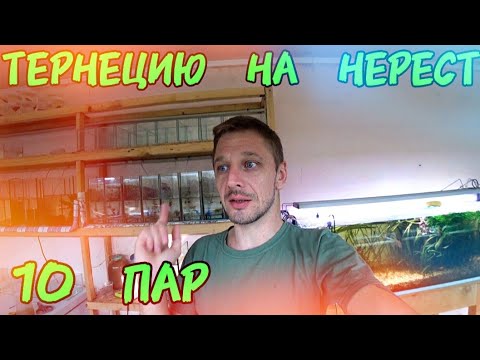 Видео: Что будет с травниками. Скалярия вуаль пошла по второму кругу. Тернеция на нерест