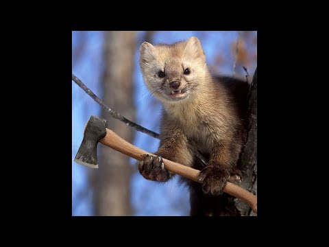 Видео: КУНИЦА В КУРЯТНИКЕ. Куница в деле!  против зайцев,  белок, мышей, кошек и обезьяны!