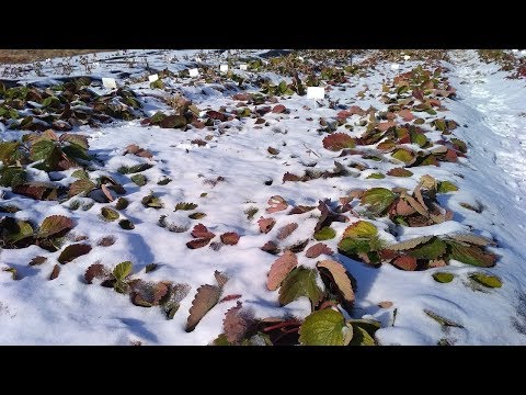 Видео: Осень клубника зима. Когда закрывать клубнику?