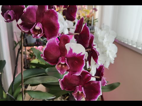 Видео: Пересадить орхидею Каменная роза. Растут 5 роз у меня именно в этом.