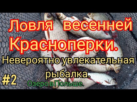 Видео: КРАСНОПЕРКА ВЕСНОЙ НА ОЗЕРЕ. 1 АПРЕЛЯ ПОШЁЛ СНЕГ. СМОТРИМ КАК БУДЕТ КЛЕВАТЬ.