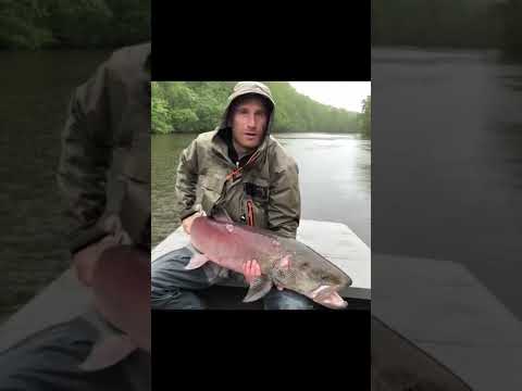 Видео: Крупный Сахалинский Таймень. #salmon #hucho #ярик_рыбак #река #таймень