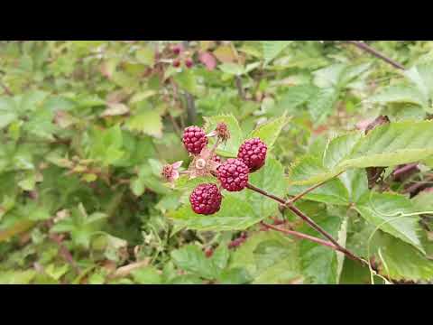 Видео: Размножение осенью Ежевики и Ежемалины  верхушками побегов