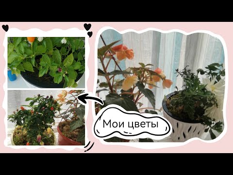 Видео: Случайного ни одного нет! Мои цветы дома