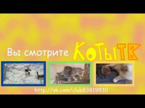 Видео: Сборник заставок Коты ТВ(27 марта/2 апреля 2015-н.в)