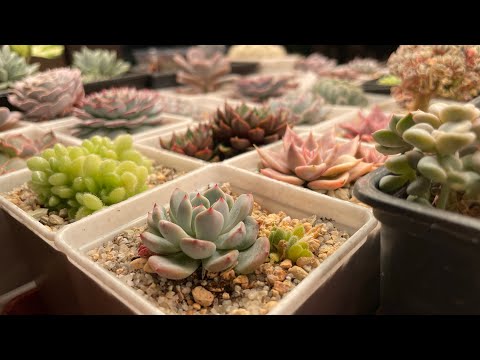 Видео: Суккуленты в стеллаже под досветкой 90вт | часть 1
