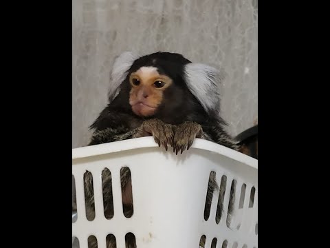 Видео: Забавная обезьянка Дианы Анкудиновой.