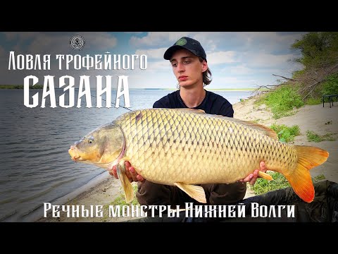 Видео: Ловля трофейного сазана. Речные монстры Нижней Волги