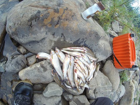 Видео: Хариус на #ультралайт, #мормышинг в Якутии