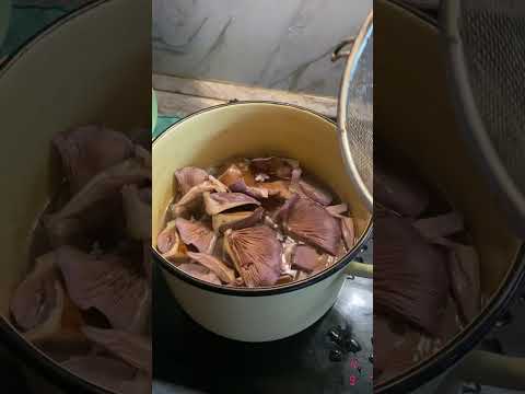 Видео: Рядовка фиолетовая,маринование и сбор