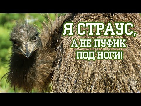 Видео: Беспощадная эксплуатация эму