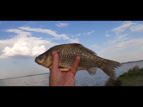 Видео: Рыбалка на карася в конце мая.