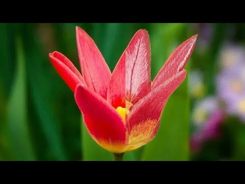 Видео: Как вышить тюльпан гладью