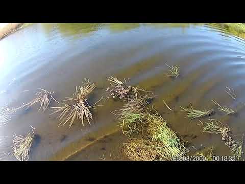 Видео: Залив. Малая вода