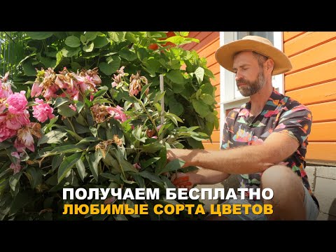 Видео: БЕСПЛАТНЫЕ САЖЕНЦЫ ПИОНОВ. Черенкование пионов и флоксов.