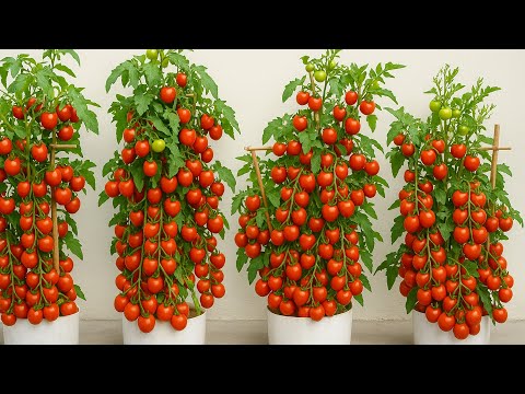 Видео: Я выращивал помидоры в пластиковых вёдрах — посмотрите на этот сочный урожай! 🍅🍃