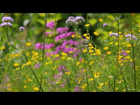 Видео: Парк. Birdsong. Sounds of nature. Park. Summer. For relax.