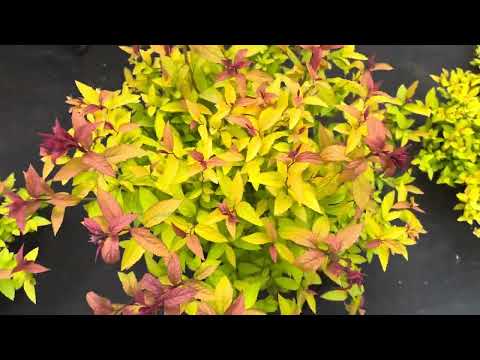 Видео: Прогулка по саду от 11.05.2024года